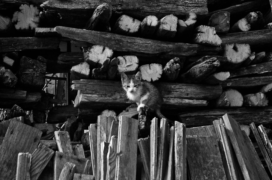 Kitten on wood at Paleos Panteleimonas, Greece