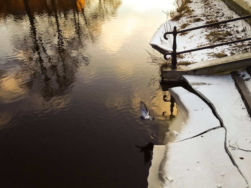 Bird taking off by Fyris river, Uppsala, Sweden