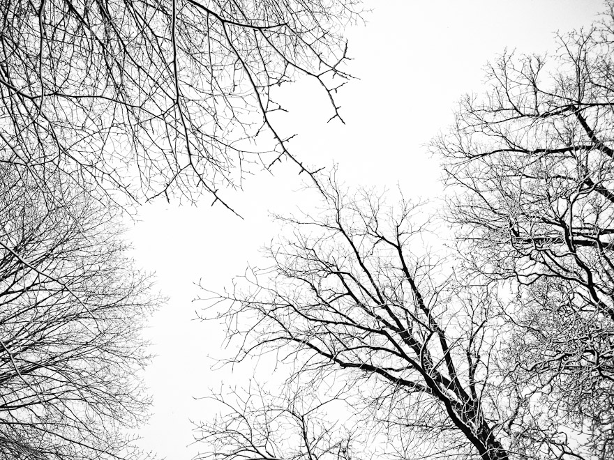 Tree branches in Uppsala, Sweden
