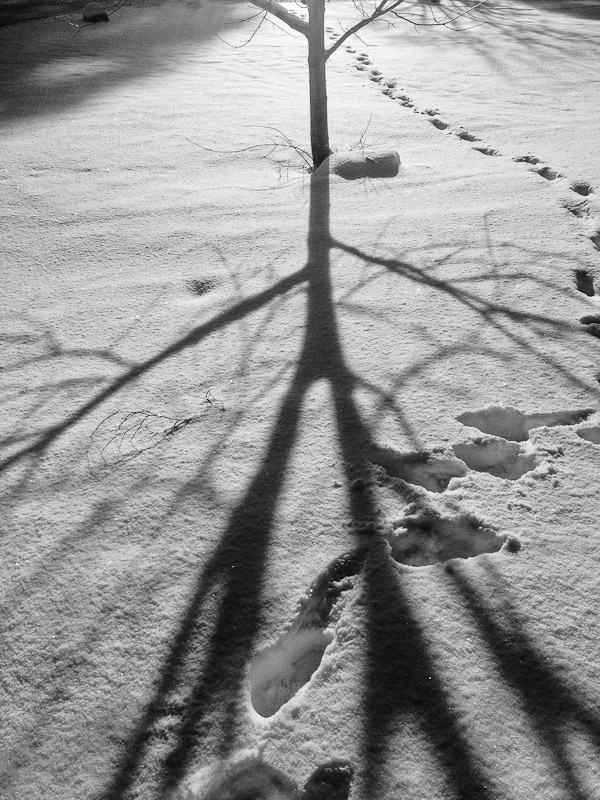 Shadow of tree in snow, Uppsala, Sweden