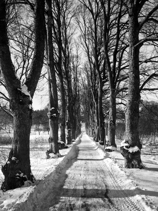 Path and trees in snow, Uppsala, Sweden